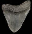 Bargain Megalodon Tooth - South Carolina #39935-2